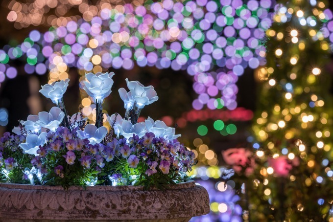 栃木・あしかがフラワーパークのイルミネーション、花畑にかかる虹＆池で輝くピラミッドが初登場｜写真20