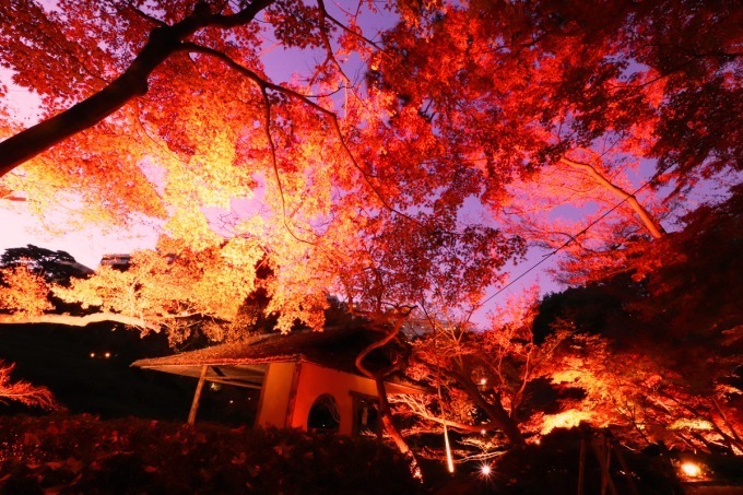 東京・白金台の八芳園、赤に染める秋の紅葉ライトアップ - 庭園内に限定バー＆茶屋もオープン｜写真1