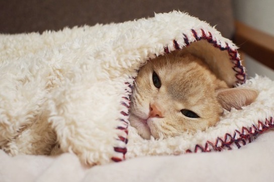 「ねこ休み展 in 浦和」