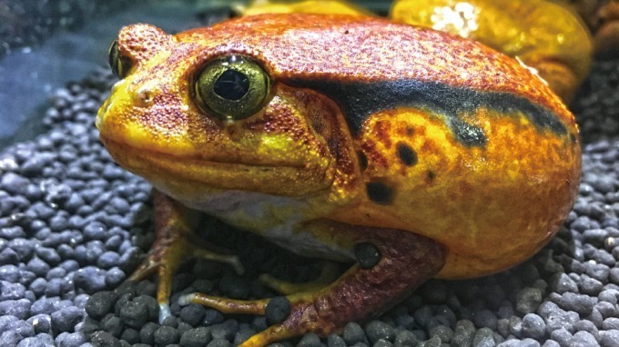 キモい展リターンズ 名古屋パルコで 奇妙な姿の生き物が約30種以上集結 昆虫食の試食会も ファッションプレス