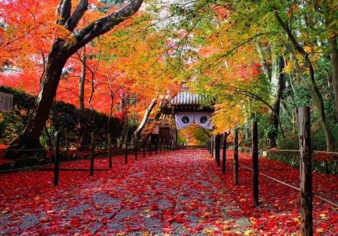 【京都観光】秋の紅葉特集 - 保津川下りや穴場スポット、夜間ライトアップも｜写真7