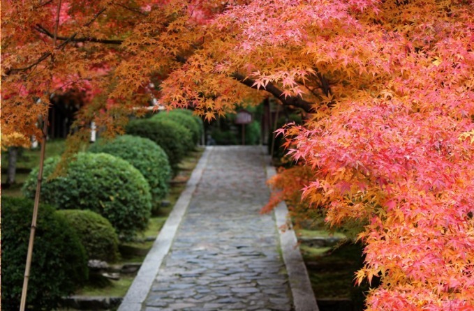 【京都観光】秋の紅葉特集 - 保津川下りや穴場スポット、夜間ライトアップも｜写真9