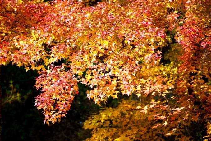 【京都観光】秋の紅葉特集 - 保津川下りや穴場スポット、夜間ライトアップも｜写真11