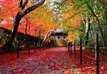 【京都観光】秋の紅葉特集 - 保津川下りや穴場スポット、夜間ライトアップも｜写真7
