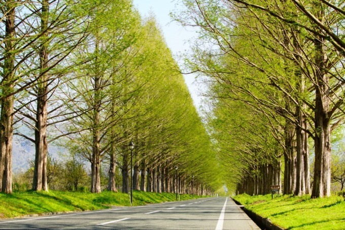 滋賀マキノの絶景スポット メタセコイア並木 新 日本街路樹百景 いつ来ても美しい 四季折々の姿 ファッションプレス