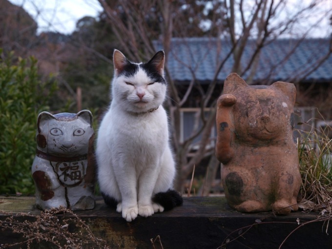 岩合光昭写真展「やきものの里のネコ」茨城しもだて美術館で - 陶芸の町に暮らすネコたちの姿｜写真6