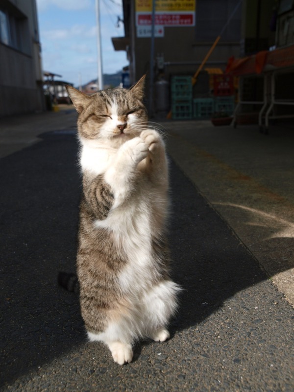 岩合光昭写真展「やきものの里のネコ」茨城しもだて美術館で - 陶芸の町に暮らすネコたちの姿｜写真5