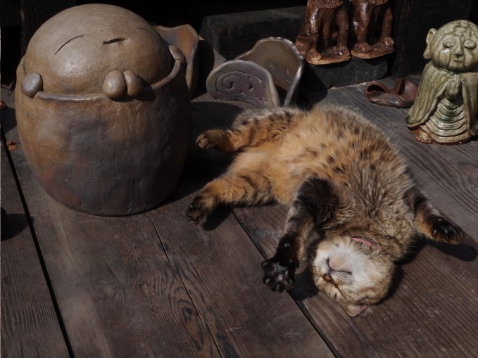 岩合光昭写真展「やきものの里のネコ」茨城しもだて美術館で - 陶芸の町に暮らすネコたちの姿｜写真3