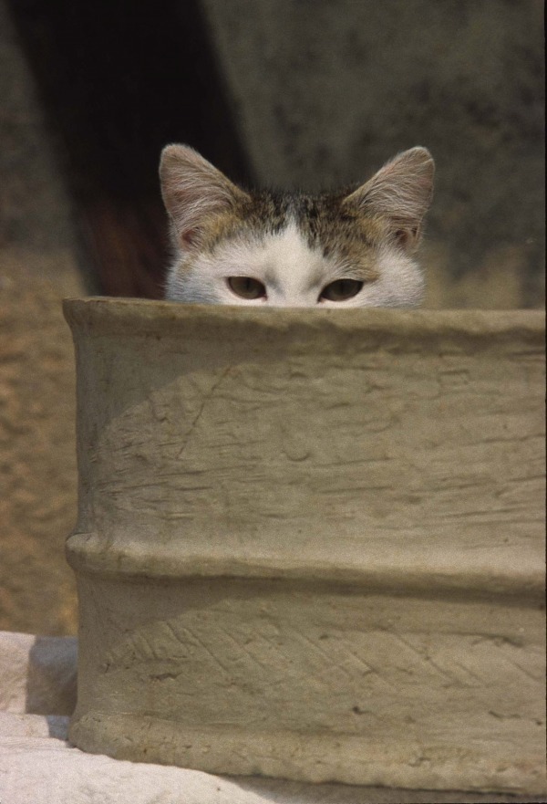 岩合光昭写真展「やきものの里のネコ」茨城しもだて美術館で - 陶芸の町に暮らすネコたちの姿｜写真2