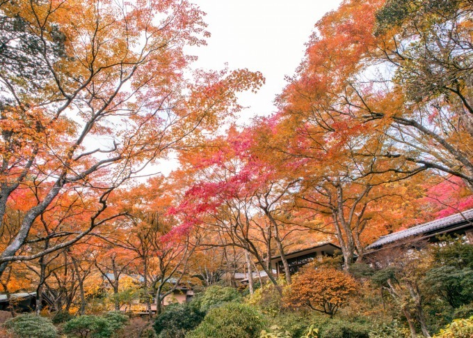 箱根に「和カフェ 強羅環翠楼」が秋限定でオープン - 紅葉の名所で味わう和菓子や抹茶のセット｜写真2