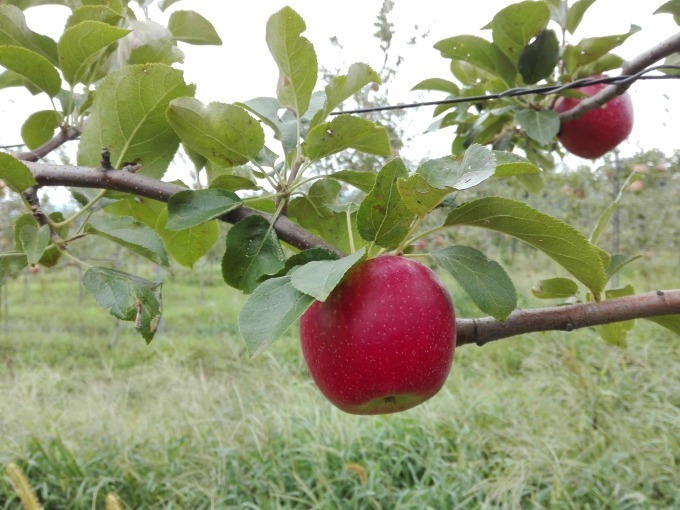 「りんご大収穫祭」代々木ビレッジ バイ クルックで開催 - スイーツや加工品など様々な林檎が集結｜写真5