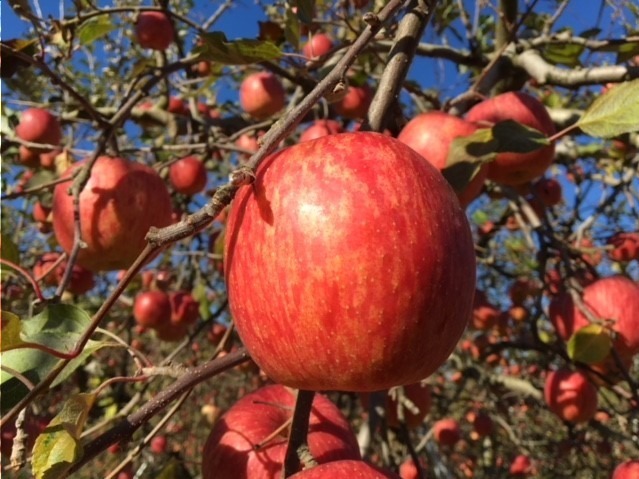 「りんご大収穫祭」代々木ビレッジ バイ クルックで開催 - スイーツや加工品など様々な林檎が集結｜写真4