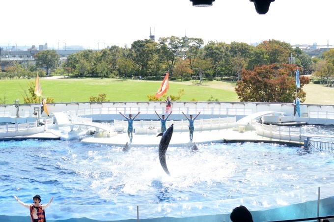 京都水族館のイルカパフォーマンス ラ ラ フィン サーカス 開催 エイベックスが企画 制作 ファッションプレス