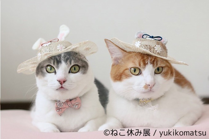 「ねこ休み展 in 横浜みなとみらい」クリスマスやお正月がテーマの新作写真展示＆グッズ販売｜写真52