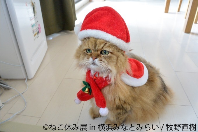 「ねこ休み展 in 横浜みなとみらい」クリスマスやお正月がテーマの新作写真展示＆グッズ販売｜写真1