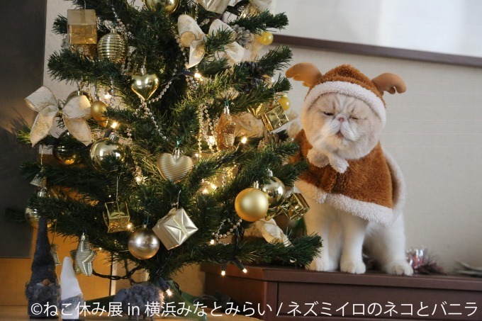 「ねこ休み展 in 横浜みなとみらい」クリスマスやお正月がテーマの新作写真展示＆グッズ販売｜写真9