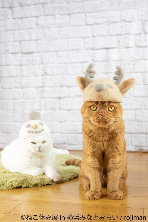 「ねこ休み展 in 横浜みなとみらい」クリスマスやお正月がテーマの新作写真展示＆グッズ販売｜写真2