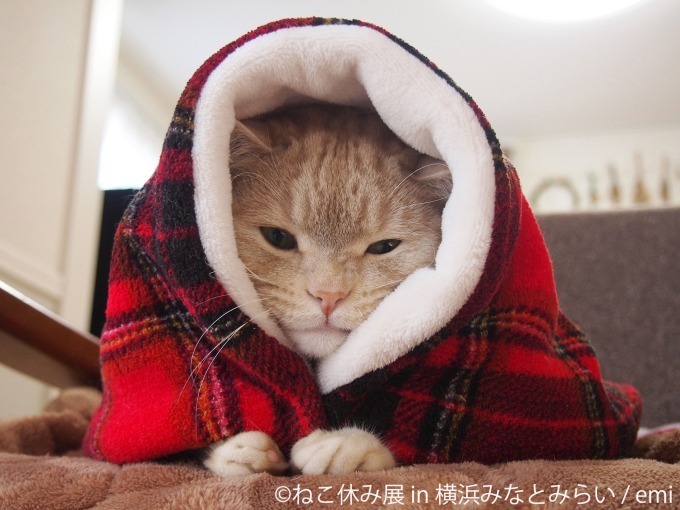 「ねこ休み展 in 横浜みなとみらい」クリスマスやお正月がテーマの新作写真展示＆グッズ販売｜写真14