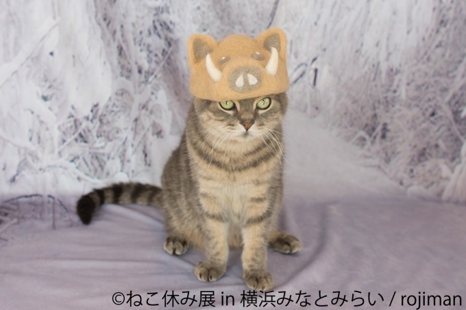 ねこ休み展 In 横浜みなとみらい クリスマスやお正月がテーマの新作写真展示 グッズ販売 ファッションプレス