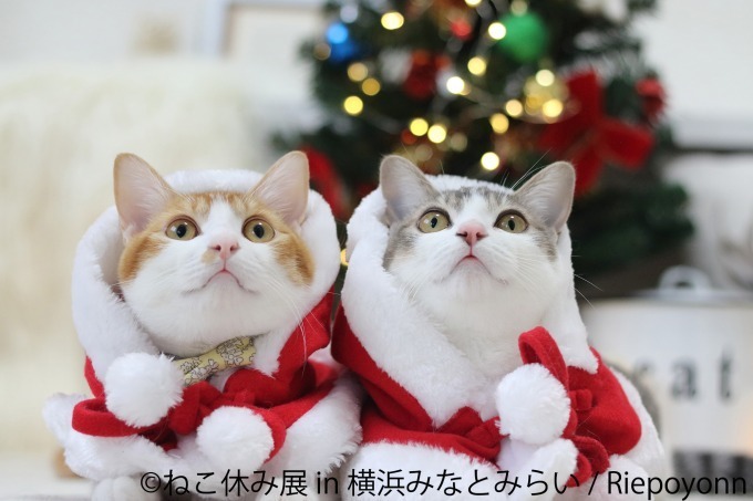 ねこ休み展 In 横浜みなとみらい クリスマスやお正月がテーマの新作写真展示 グッズ販売 ファッションプレス