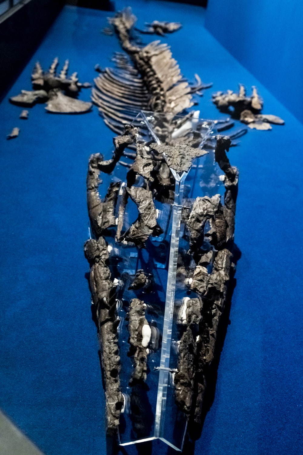 国立科学博物館「恐竜博2019」 “謎の恐竜”デイノケイルス全貌初