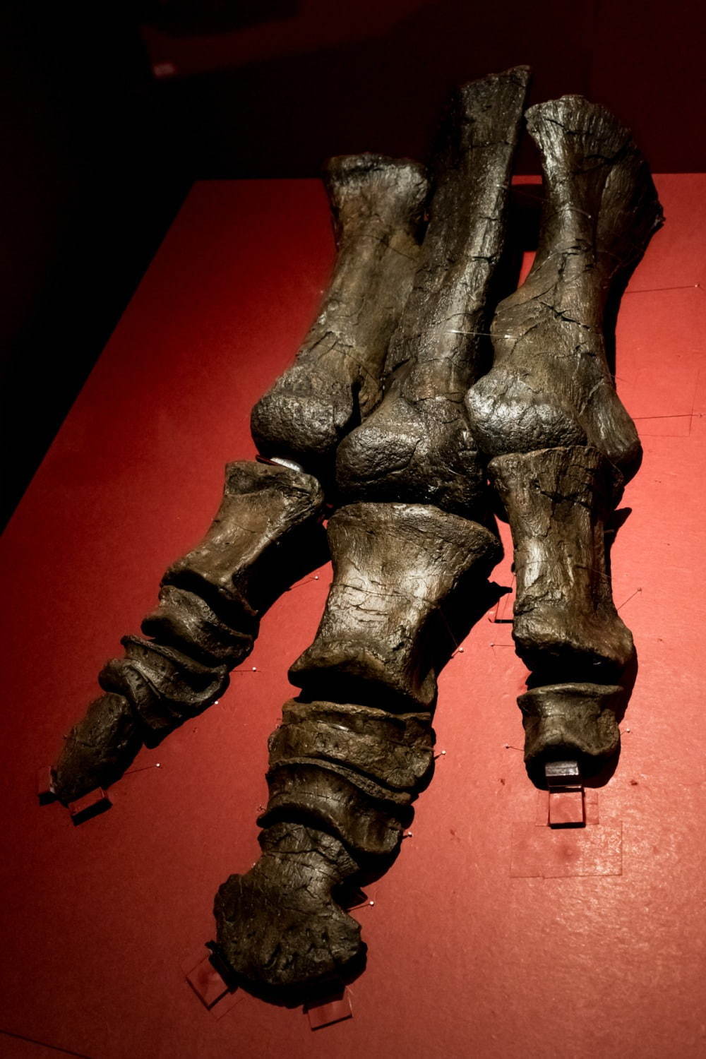 国立科学博物館「恐竜博2019」 “謎の恐竜”デイノケイルス全貌初公開、最新の恐竜生物学も|写真8