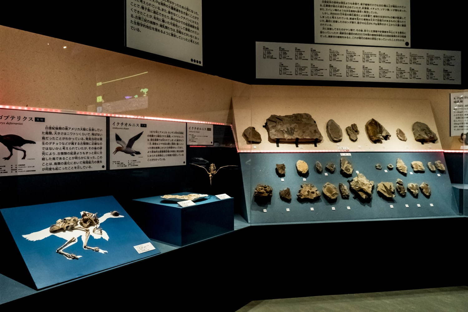 国立科学博物館「恐竜博2019」 “謎の恐竜”デイノケイルス全貌初公開、最新の恐竜生物学も｜写真28