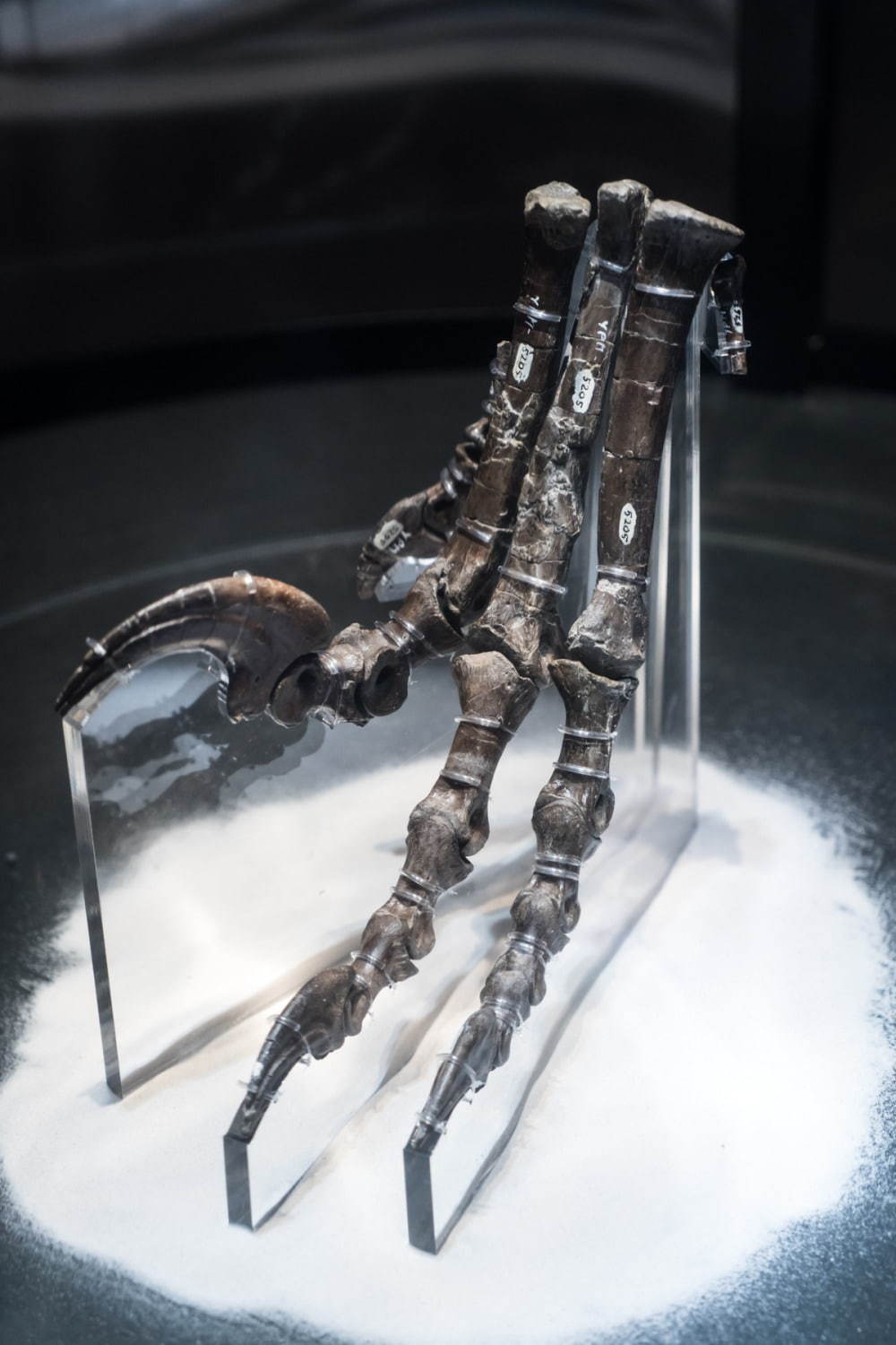 国立科学博物館「恐竜博2019」 “謎の恐竜”デイノケイルス全貌初公開、最新の恐竜生物学も｜写真1