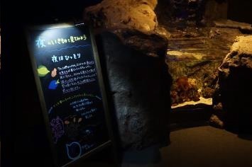 京都水族館、クリスマス限定の夜間イベント - 特別照明で照らした館内で夜のいきものを観察｜写真4