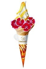 ハッチ(HACCI) haccici｜写真1