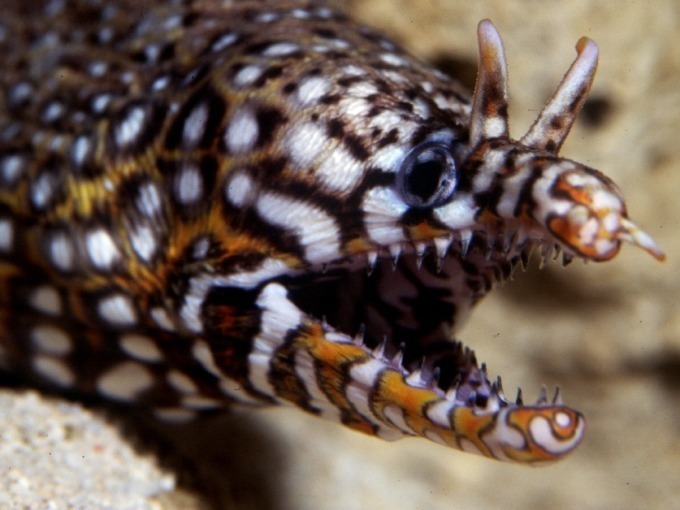 サンシャイン水族館の特別展「へんないきもの展3」見た目・生き様・模様、様々な“変”を紹介｜写真8