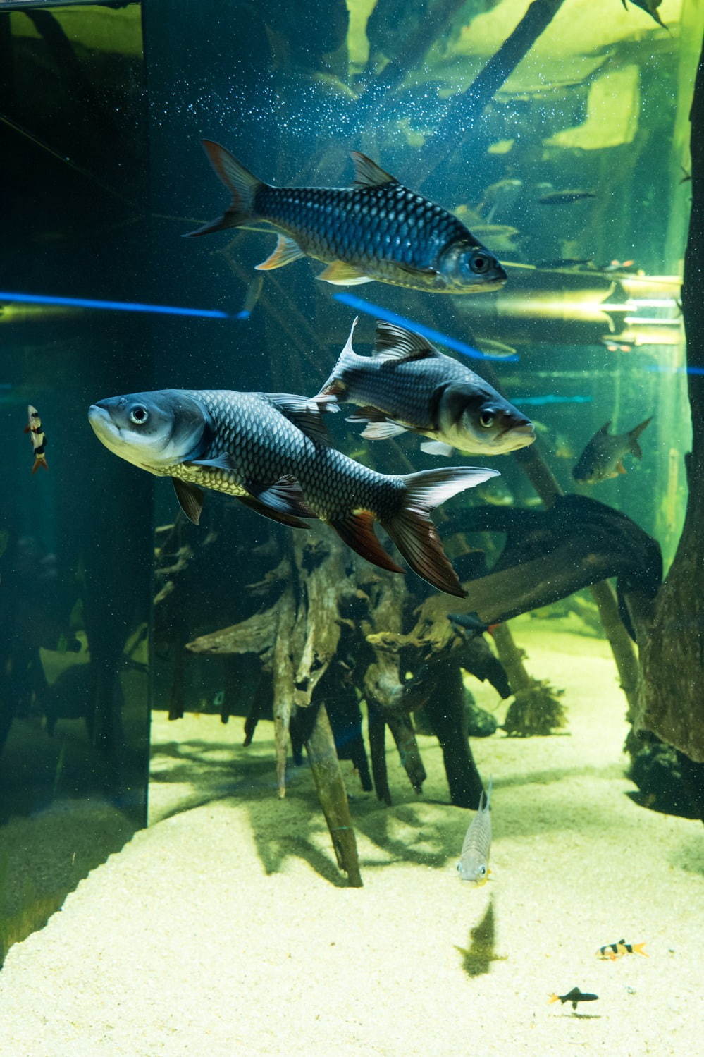 「カワスイ 川崎水族館」日本初！駅前商業施設内の水族館が「川崎ルフロン」に、カフェ＆レストランも充実｜写真16