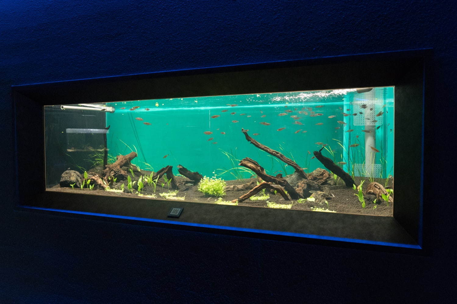「カワスイ 川崎水族館」日本初！駅前商業施設内の水族館が「川崎ルフロン」に、カフェ＆レストランも充実｜写真9