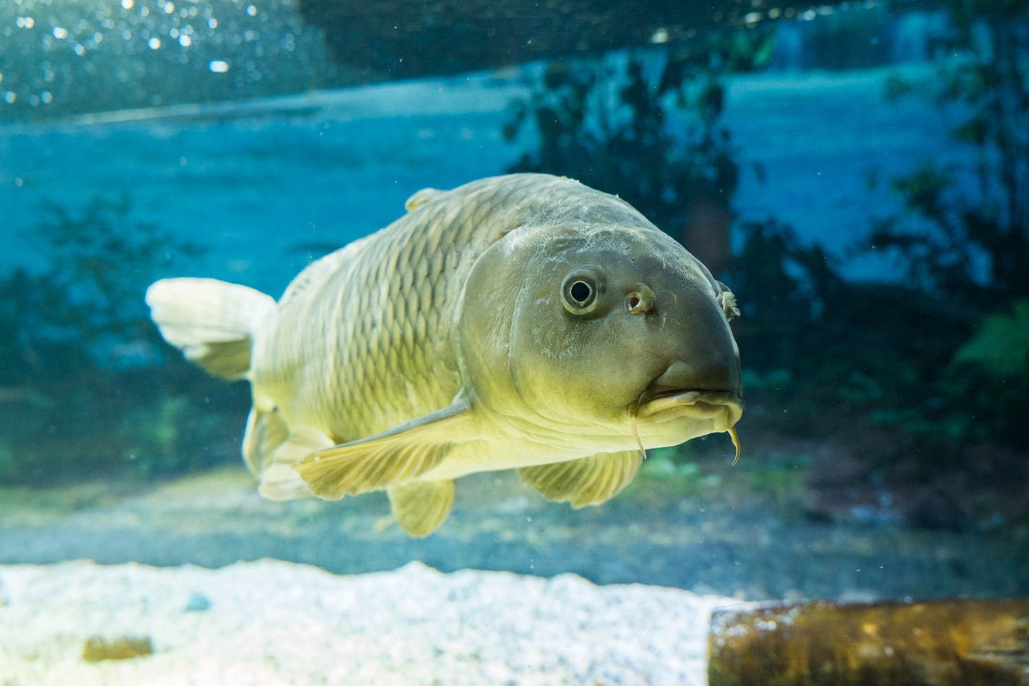 「カワスイ 川崎水族館」日本初！駅前商業施設内の水族館が「川崎ルフロン」に、カフェ＆レストランも充実｜写真6