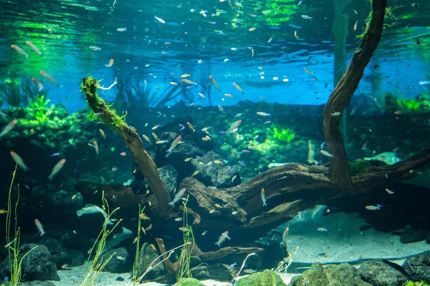 カワスイ 川崎水族館 日本初 駅前商業施設内の水族館が 川崎ルフロン に カフェ レストランも充実 ファッションプレス