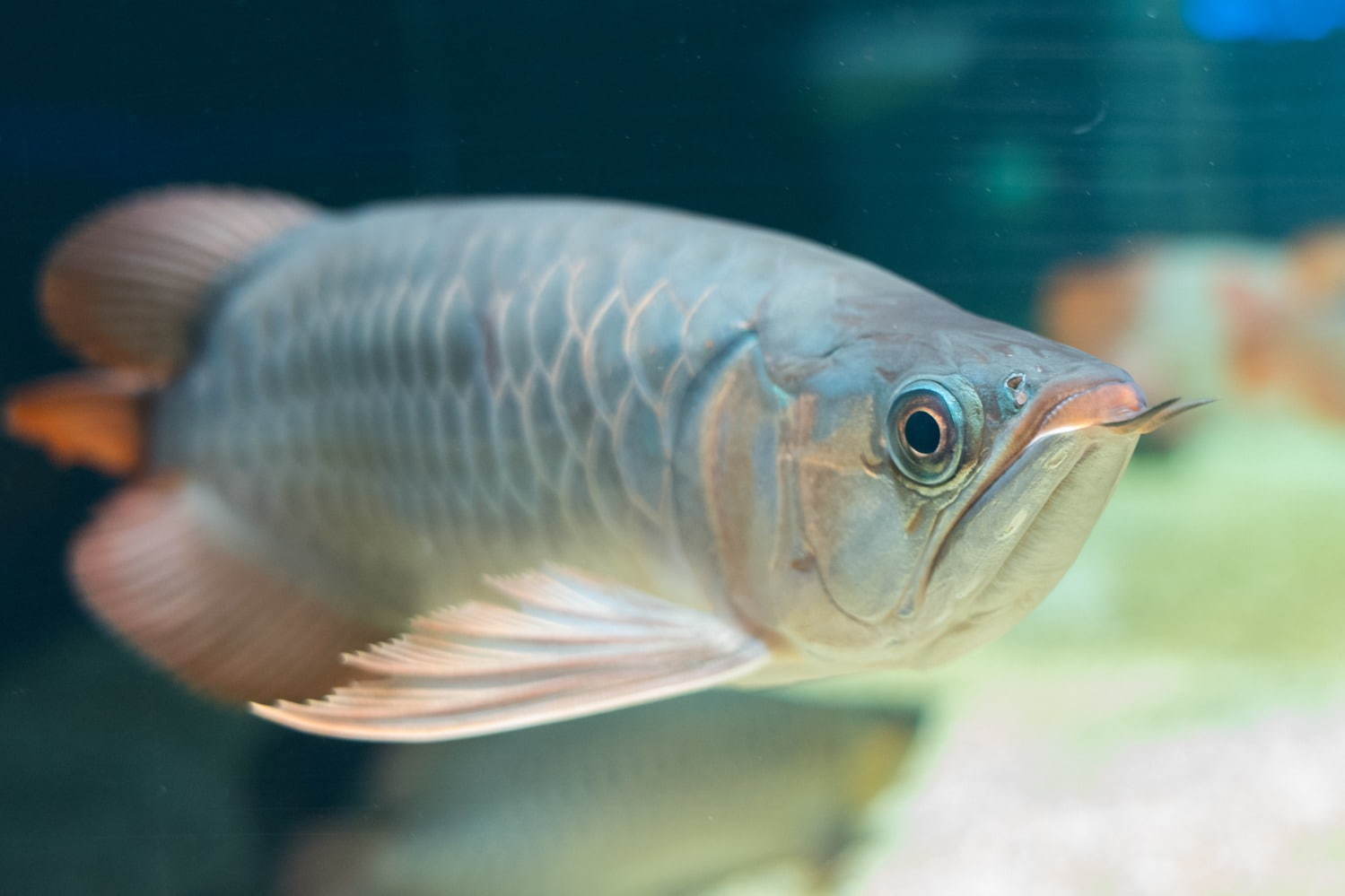 「カワスイ 川崎水族館」日本初！駅前商業施設内の水族館が「川崎ルフロン」に、カフェ＆レストランも充実｜写真15