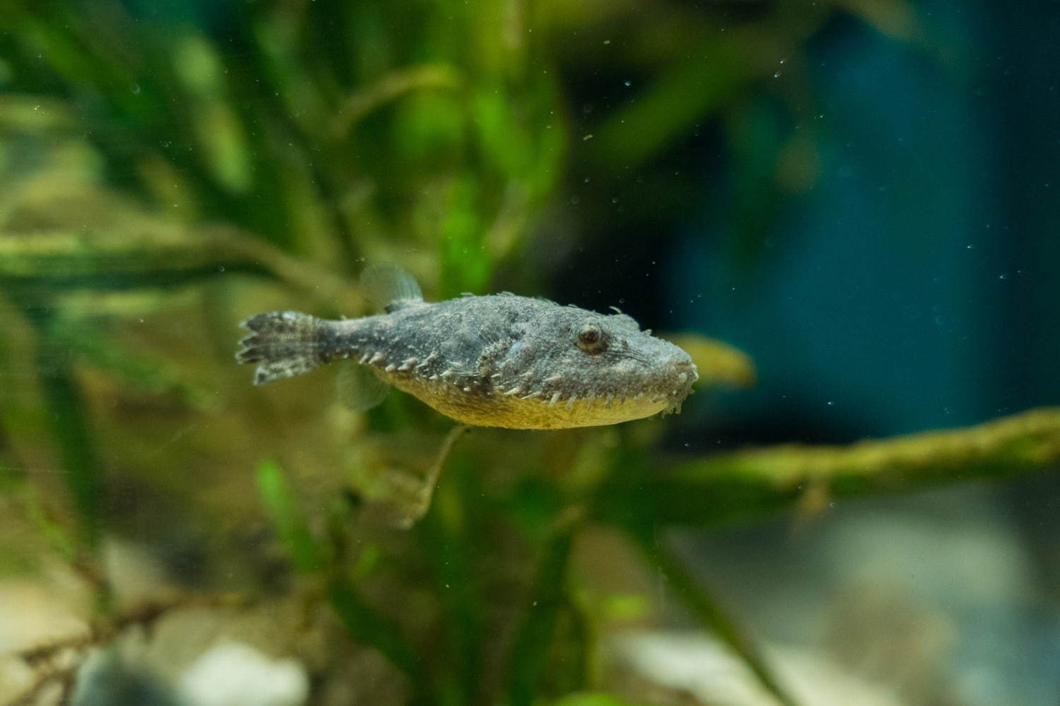 「カワスイ 川崎水族館」日本初！駅前商業施設内の水族館が「川崎ルフロン」に、カフェ＆レストランも充実｜写真11