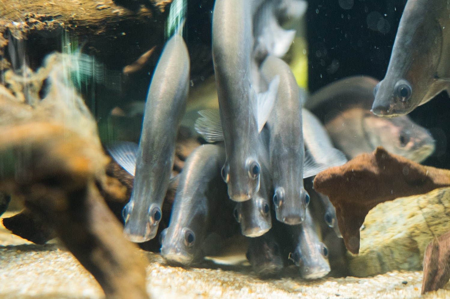 「カワスイ 川崎水族館」日本初！駅前商業施設内の水族館が「川崎ルフロン」に、カフェ＆レストランも充実｜写真8