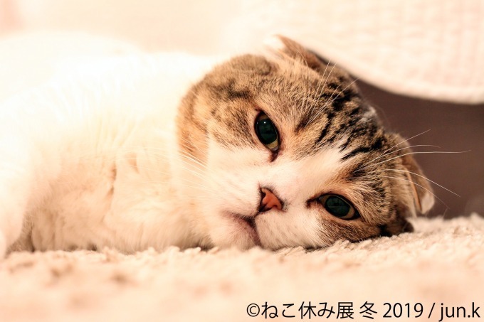 「猫休み展 冬 2019」 東京・浅草橋で開催、SNS未公開作品＆新作展示やオリジナルグッズも｜写真11