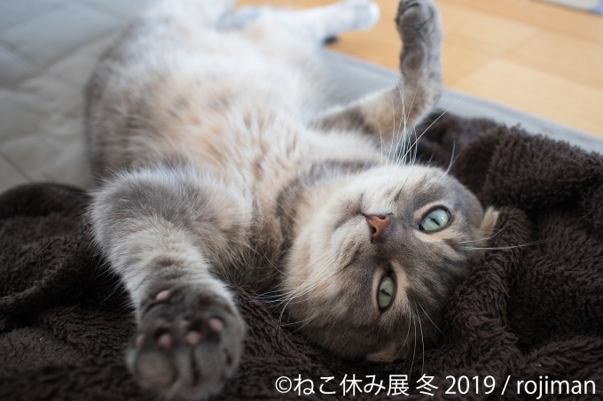 「猫休み展 冬 2019」 東京・浅草橋で開催、SNS未公開作品＆新作展示やオリジナルグッズも｜写真7
