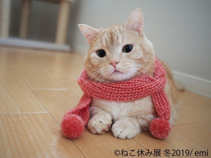 「猫休み展 冬 2019」 東京・浅草橋で開催、SNS未公開作品＆新作展示やオリジナルグッズも｜写真8