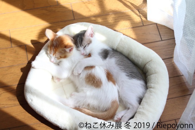 「猫休み展 冬 2019」 東京・浅草橋で開催、SNS未公開作品＆新作展示やオリジナルグッズも｜写真4
