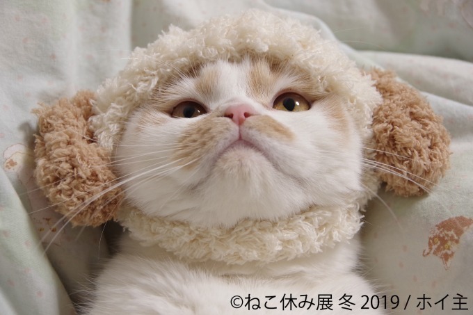 「猫休み展 冬 2019」 東京・浅草橋で開催、SNS未公開作品＆新作展示やオリジナルグッズも｜写真17