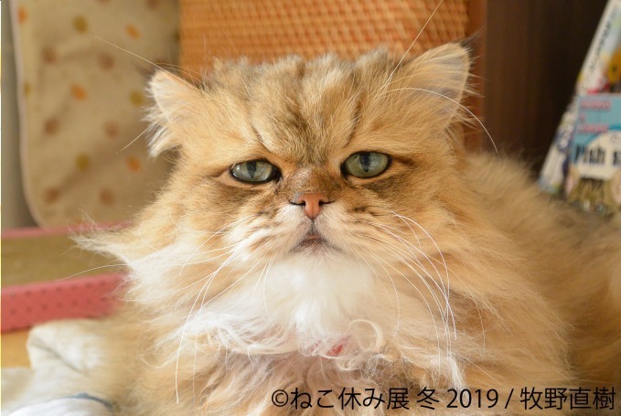 「猫休み展 冬 2019」 東京・浅草橋で開催、SNS未公開作品＆新作展示やオリジナルグッズも｜写真18