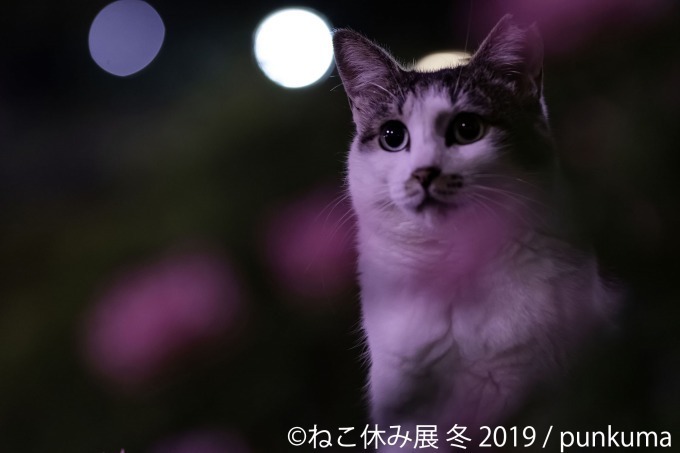 「猫休み展 冬 2019」 東京・浅草橋で開催、SNS未公開作品＆新作展示やオリジナルグッズも｜写真3