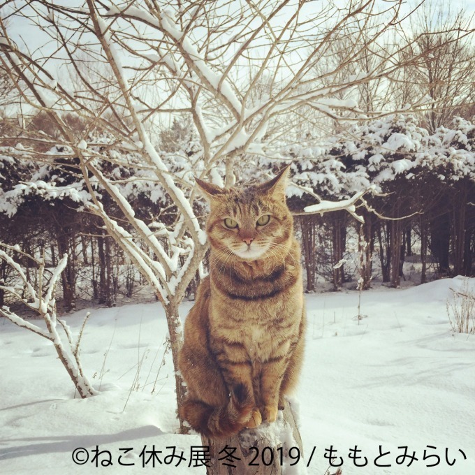 「猫休み展 冬 2019」 東京・浅草橋で開催、SNS未公開作品＆新作展示やオリジナルグッズも｜写真14