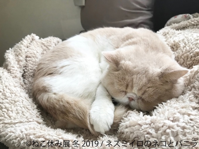 「猫休み展 冬 2019」 東京・浅草橋で開催、SNS未公開作品＆新作展示やオリジナルグッズも｜写真15