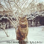 「猫休み展 冬 2019」 東京・浅草橋で開催、SNS未公開作品＆新作展示やオリジナルグッズも｜写真14