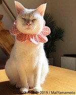 「猫休み展 冬 2019」 東京・浅草橋で開催、SNS未公開作品＆新作展示やオリジナルグッズも｜写真13