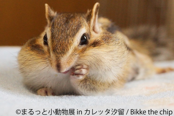 合同写真 物販展 まるっと小動物展 In カレッタ汐留 ハリネズミやハムスター ショウガラゴも ファッションプレス